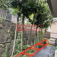 画像254